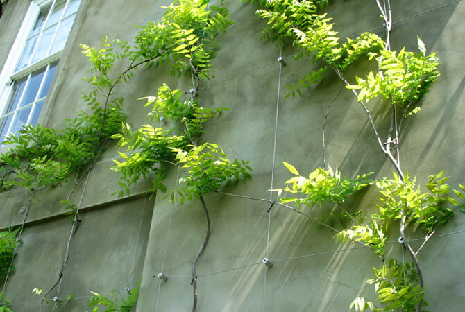 Green Wall Installation in Hampstead